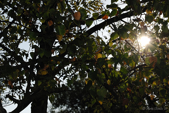 Sun Through Tree Leaves