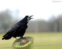 Cawing Rook on Fence Post