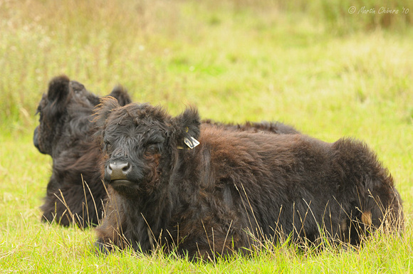 Resting Cattle