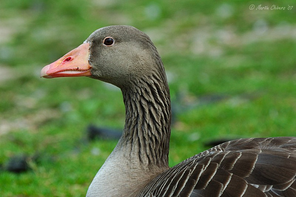 Greylay Goose