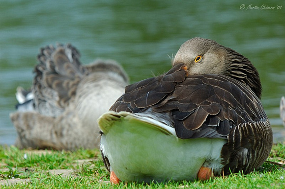 Greylag Goose Sleeping
