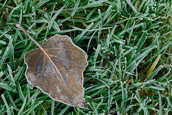 Frosty Leaf and Grass