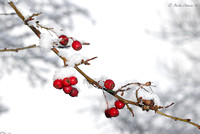 Snow-Covered Branch and Berries