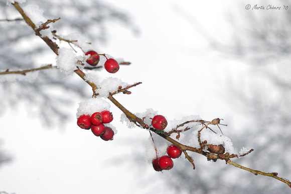 Snow-Covered Branch and Berries