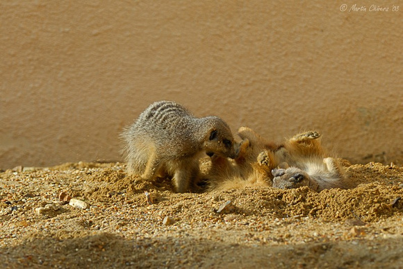 Meerkats Playing