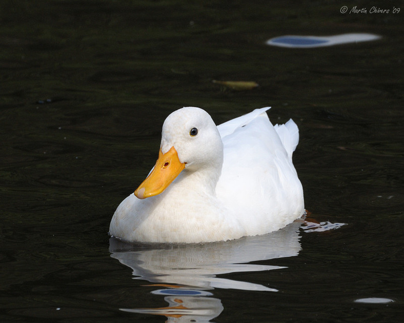 Zenfolio | Martin Chivers Photography | Ducks | Domesticated Mallard