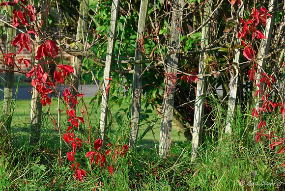 Red Creepers on Fence