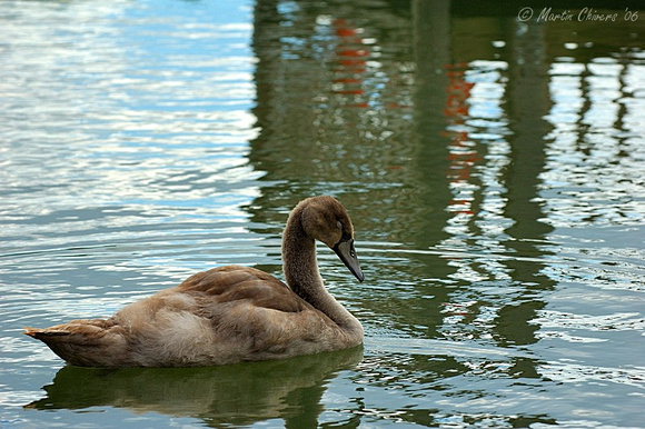 Sleeping Juvenile Mute Swan