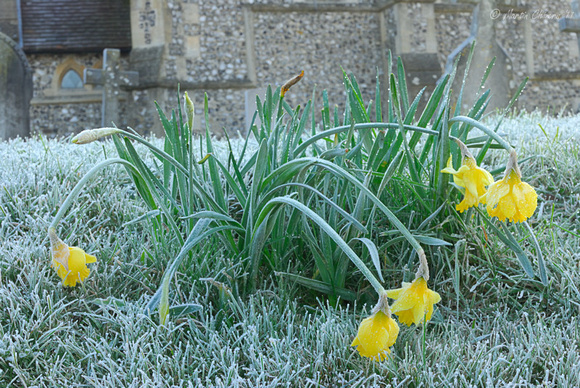 Frost on Daffodils