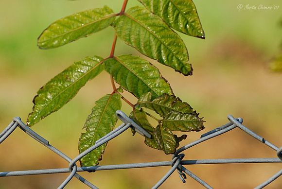 Leaves intertwined with Fence