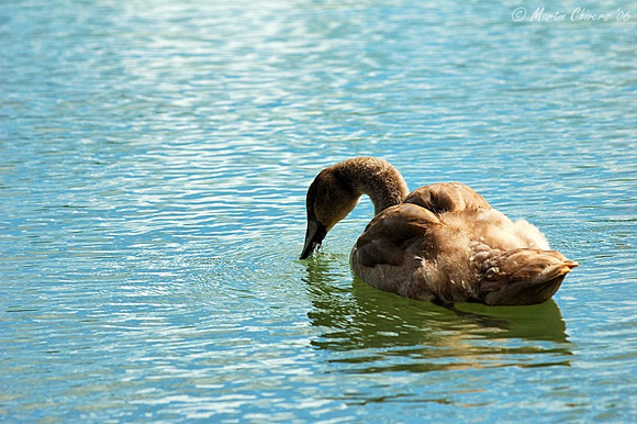 Juvenile Mute Swan Drinking