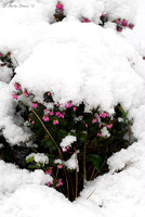 Winter Heath and Snow